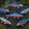 Koi Asagi (mit Rückenschuppen), Mix 7-10 cm, Cyprinus carpio