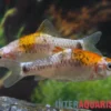 Koi-Brokatbarbe, Barbodes schuberti KOI