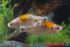Koi-Brokatbarbe, Barbodes schuberti KOI