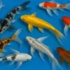 Koi Butterfly Farbmix bunt, Cyprinus carpio, Koi A, 10-12 cm