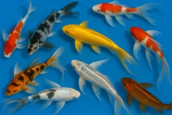 Koi Butterfly Farbmix bunt, Cyprinus carpio, Koi A, 10-12 cm