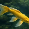 Koi Butterfly Limone, Cyprinus carpio, 12-14 cm
