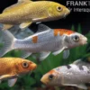 Koi Farbmix, Cyprinus carpio, groß (12-15 cm)