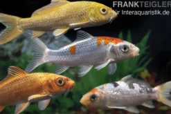 Koi Farbmix, Cyprinus carpio, groß (12-15 cm)