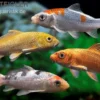 Koi Farbmix, Cyprinus carpio, klein (7-10 cm)
