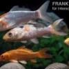 Koi Farbmix, Cyprinus carpio, mittel (10-12 cm)