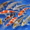 Koi Farbmix XL (Top-Mix), Cyprinus carpio, 18-21 cm
