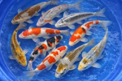 Koi Farbmix XL (Top-Mix), Cyprinus carpio, 18-21 cm