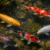 Koi Ginrin (Glitzerkoi), Mix, 7-10 cm, Cyprinus carpio