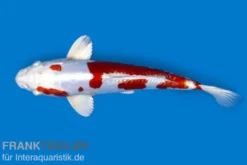 Koi Kohaku (rot-weiß), 7-10 cm, Cyprinus carpio