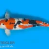 Koi Sanke (weiß-rot-schwarz), 7-10 cm, Cyprinus carpio