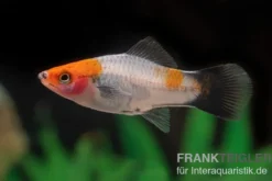 Koi-Schwertträger rot-weiß-schwarz (tricolor), Xiphophorus helleri, Zufällig ausgewählt