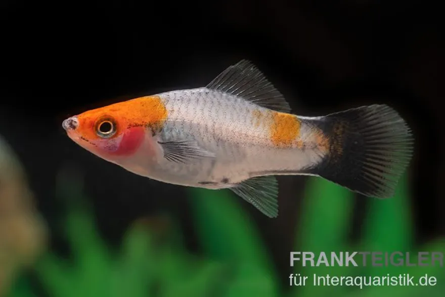 Koi-Schwertträger rot-weiß-schwarz (tricolor), Xiphophorus helleri, Zufällig ausgewählt