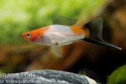 Koi-Schwertträger rot-weiß-schwarz (tricolor), Xiphophorus helleri, Zufällig ausgewählt