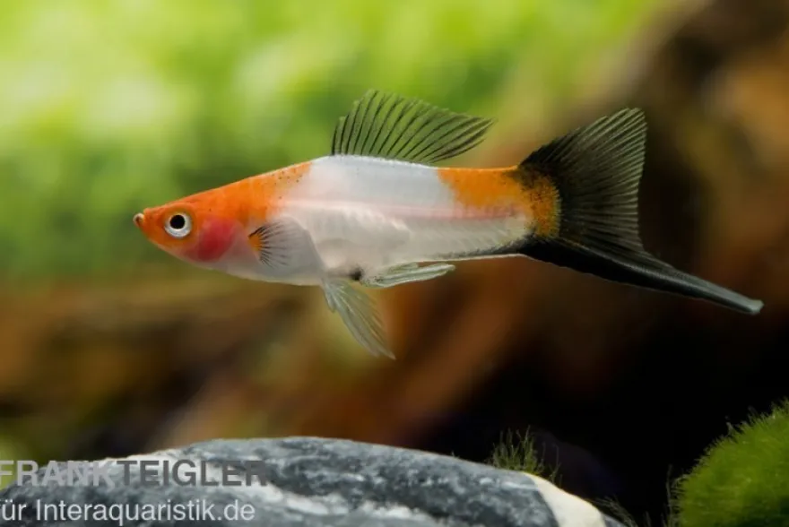 Koi-Schwertträger rot-weiß-schwarz (tricolor), Xiphophorus helleri, Zufällig ausgewählt