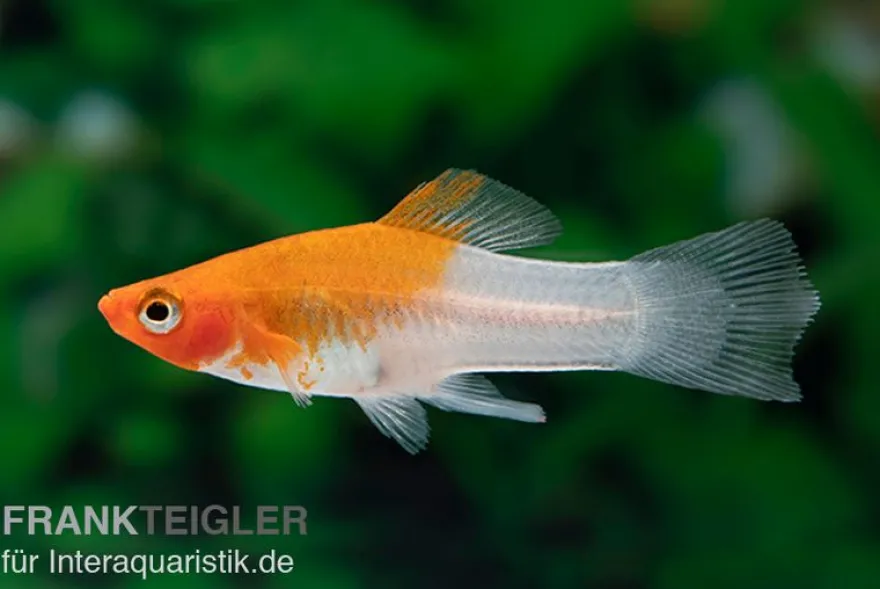 Koi Schwertträger rot-weiß (tancho), Xiphophorus helleri