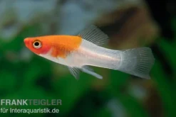 Koi Schwertträger rot-weiß (tancho), Xiphophorus helleri