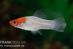 Koi Schwertträger rot-weiß (tancho), Xiphophorus helleri