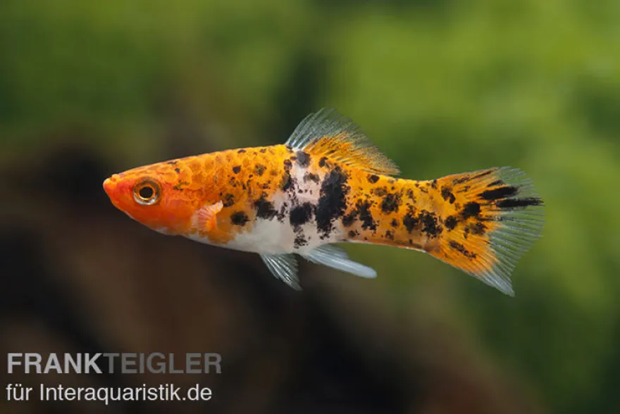 Koi Schwertträger schwarz gefleckt (sanke), Xiphophorus helleri, Zufällig ausgewählt