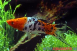 Koi Schwertträger schwarz gefleckt (sanke), Xiphophorus helleri, Zufällig ausgewählt