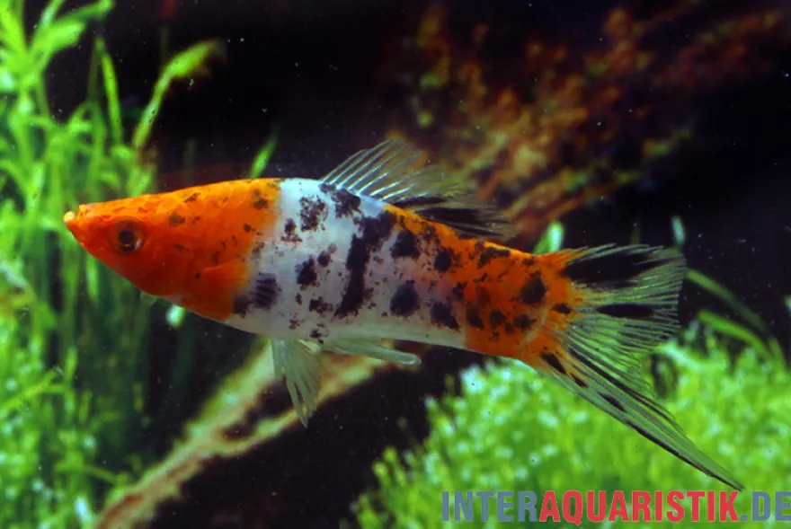 Koi Schwertträger schwarz gefleckt (sanke), Xiphophorus helleri, Zufällig ausgewählt