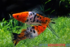 Koi Schwertträger schwarz gefleckt (sanke), Xiphophorus helleri, Zufällig ausgewählt