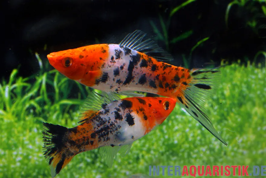 Koi Schwertträger schwarz gefleckt (sanke), Xiphophorus helleri, Zufällig ausgewählt