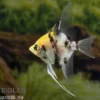 Koi-Skalar, Pterophyllum scalare