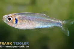 Kolibrisalmler, Tyttocharax cochui (Minifisch)