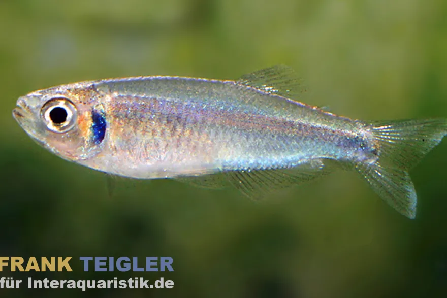 Kolibrisalmler, Tyttocharax cochui (Minifisch)