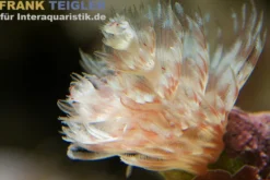Kolonialer Röhrenwurm, Bispira brunnea