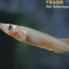 Kolonodale-Halbschnabelhecht, Nomorhamphus cf. kolonodalensis