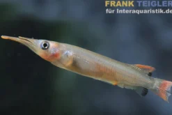 Kolonodale-Halbschnabelhecht, Nomorhamphus cf. kolonodalensis
