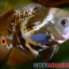 Kolumbianischer Oscar, Astronotus mikoljii (Wild)