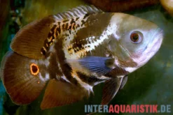 Kolumbianischer Oscar, Astronotus mikoljii (Wild)