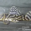 Kolumbianischer Zebrawels, L129, Hypancistrus debilittera, 4-6 cm