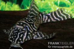 Kolumbianischer Zebrawels, L129, Hypancistrus debilittera, 4-6 cm