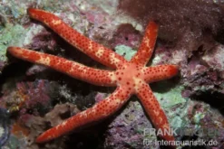 Kometenseestern, Linckia multifora