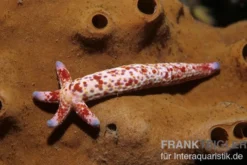 Kometenseestern, Linckia multifora