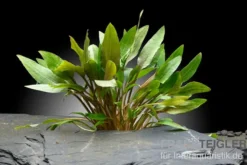 Kompakter Wasserkelch, Cryptocoryne wendtii "Kompakt", im Topf