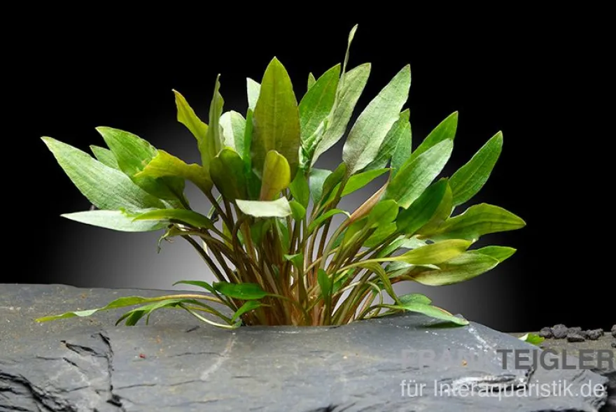 Kompakter Wasserkelch, Cryptocoryne wendtii "Kompakt", im Topf
