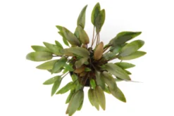 Kompakter Wasserkelch, Cryptocoryne wendtii "Kompakt", im Topf