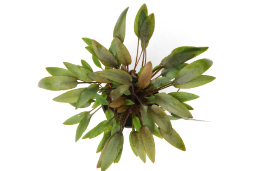 Kompakter Wasserkelch, Cryptocoryne wendtii "Kompakt", im Topf