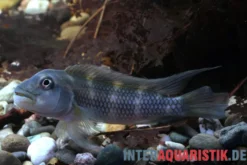 Kongo-Buckelkopfcichlide, Steatocranus gibbiceps