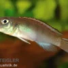 Kongocichlide, Nannochromis nudiceps