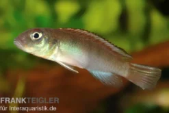 Kongocichlide, Nannochromis nudiceps