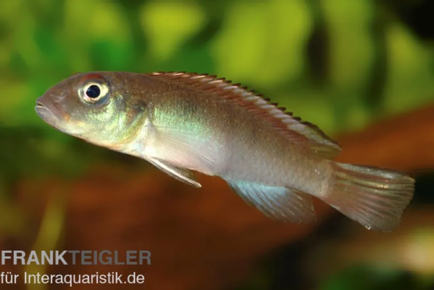 Kongocichlide, Nannochromis nudiceps