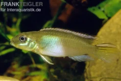 Kongocichlide, Nannochromis nudiceps