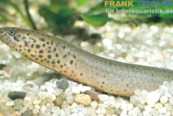 Kongo-Lungenfisch, Protopterus dolloi