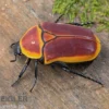 Kongo-Rosenkäfer (Aurantia), Pachnoda marginata aurantia